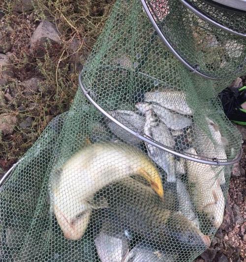 走水退水后钓鱼技巧有哪些？如何提高钓鱼成功率？