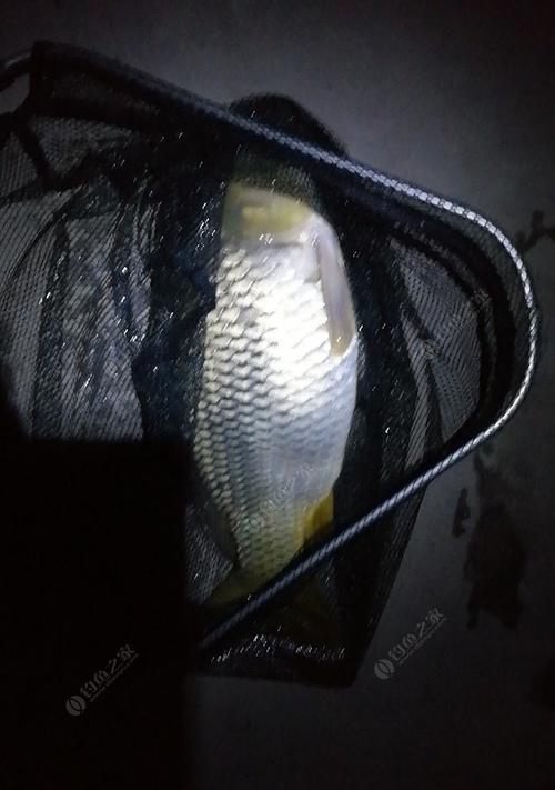 走水野钓鲫鱼钓法技巧有哪些？如何提高走水野钓鲫鱼的成功率？