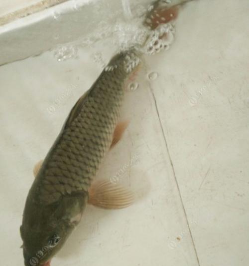 走水野钓鲤鱼技巧及方法是什么？如何提高走水野钓鲤鱼的成功率？