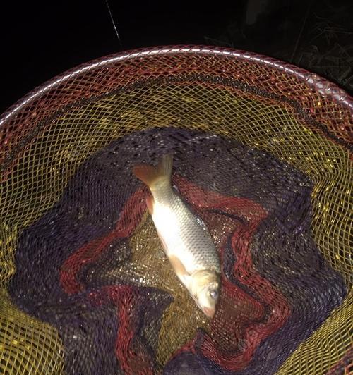 走水夜钓鲫鱼技巧有哪些？如何提高夜钓鲫鱼的成功率？