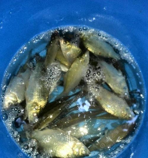 走水夜钓鲫鱼技巧有哪些？如何提高夜钓鲫鱼的成功率？