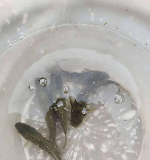 最简单的活水钓鱼方法和技巧是什么？如何快速掌握？