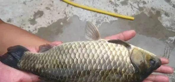 最全野钓鲫鱼技巧是什么？如何提高钓鲫鱼的成功率？