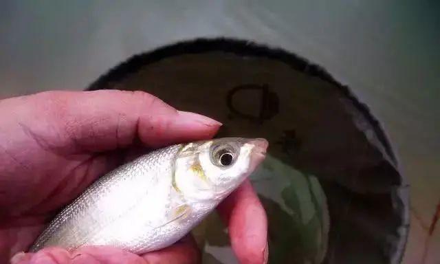 如何掌握钓鱼抖腕提竿的技巧？提竿时机和力度如何把握？