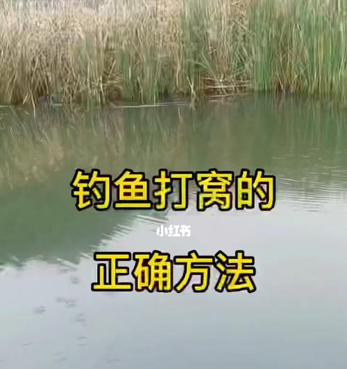 钓鱼打窝技巧分析？如何有效吸引鱼群？