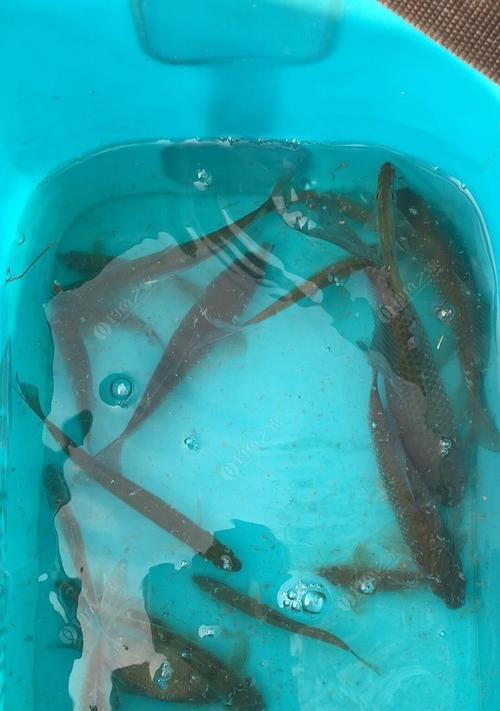 5月份野钓鲫鱼鲤鱼技巧有哪些？如何提高钓获率？