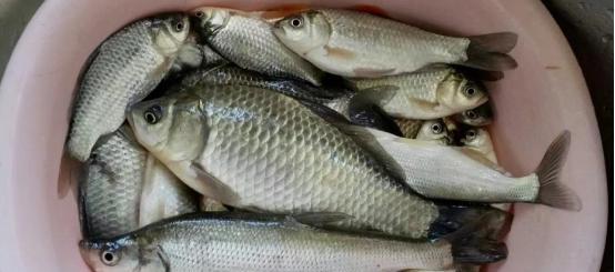 5月份野钓鲫鱼鲤鱼技巧有哪些？如何提高钓获率？