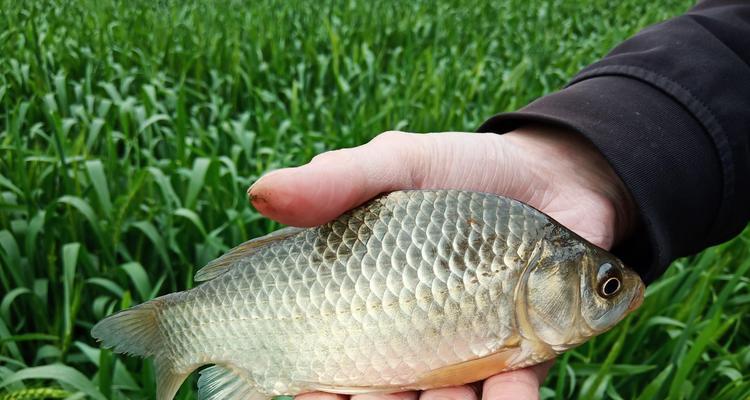 5月份野钓鲫鱼鲤鱼技巧有哪些？如何提高钓获率？