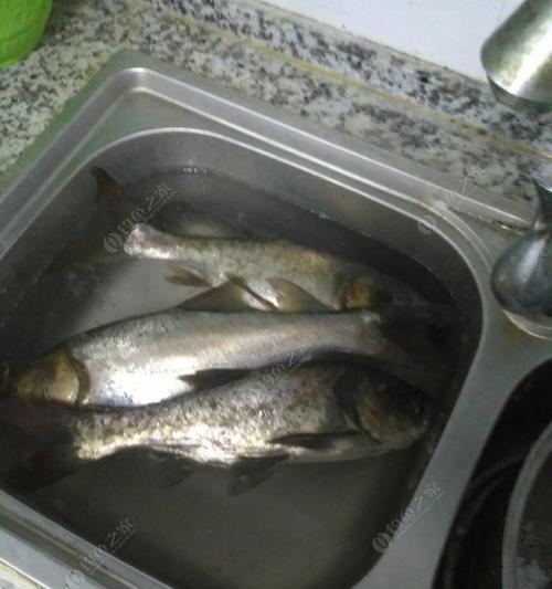 5月份夜钓鲢鳙技巧和方法是什么？如何提高夜钓鲢鳙的成功率？