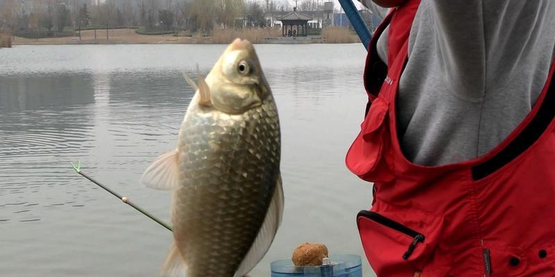 5月份阴天钓鱼技巧是什么？如何提高钓鱼成功率？