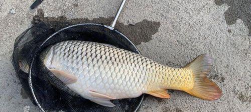 5月海竿野钓鲤鱼技巧与方法是什么？如何提高钓鲤鱼的成功率？