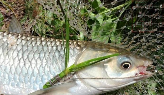 5月野钓草鱼技巧有哪些？如何提高钓草鱼的成功率？