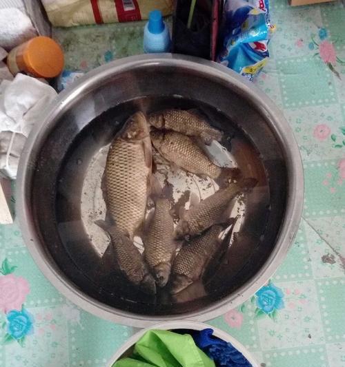 5月深秋夜间钓鲫鱼有哪些技巧？如何提高夜间钓鲫鱼的成功率？