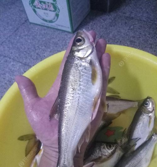 5月份夜钓鳊鱼技巧有哪些？如何提高钓获率？