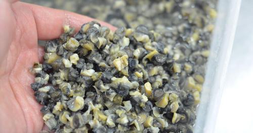 如何使用钓鱼蚯蚓提高钓获率？常见问题有哪些？