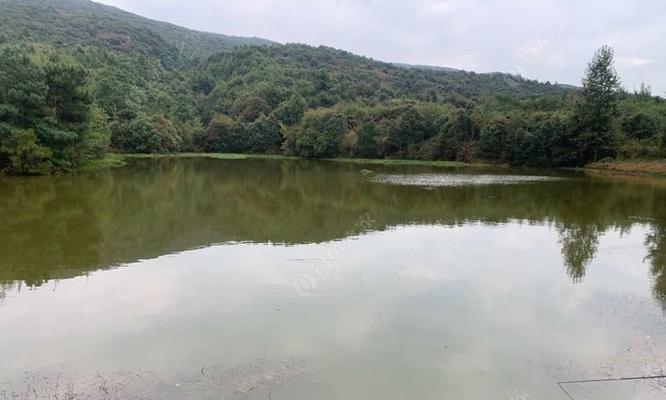 2米水肥钓鱼技巧是什么？如何提高钓鱼成功率？