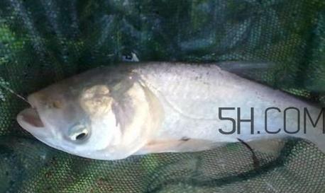 如何垂钓30斤重的鲢鳙？掌握哪些技巧能提高成功率？