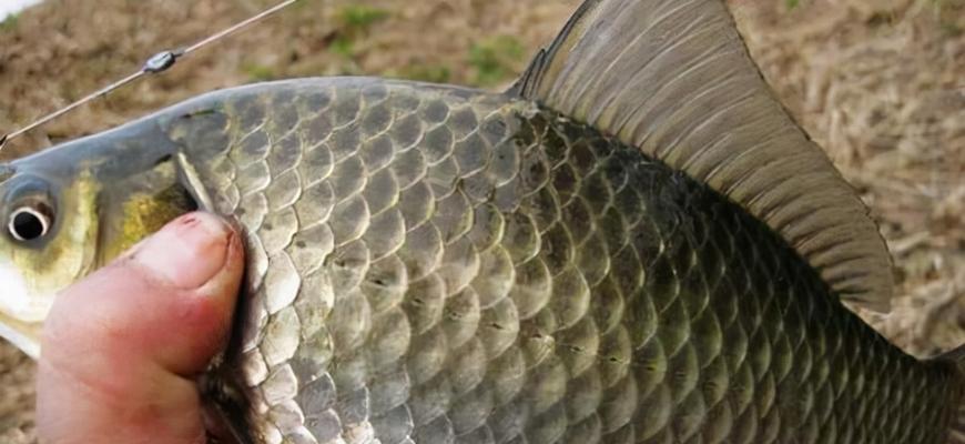 3月中旬野钓鲫鱼技巧是什么？如何提高钓鲫鱼的成功率？