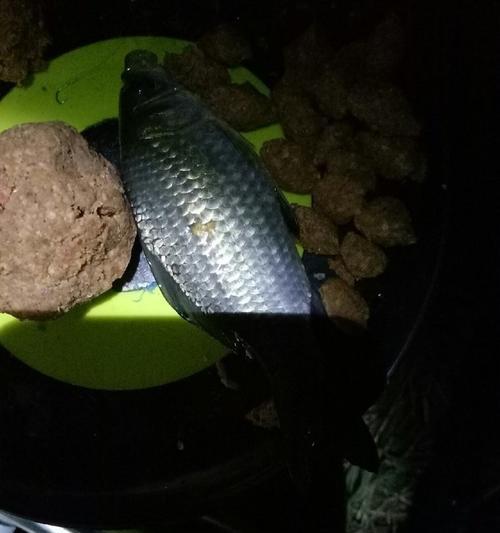 4月份夜钓鲫鱼技巧有哪些？如何提高夜钓鲫鱼的成功率？