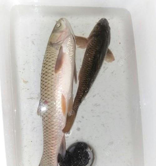 54米竿野钓草鱼技巧和方法？如何提高钓获率？