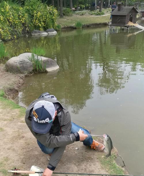 50公分浅水塘钓鱼技巧是什么？如何提高钓鱼成功率？