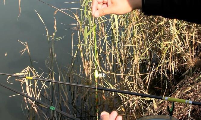 50公分水深钓鱼技巧是什么？如何提高钓鱼成功率？