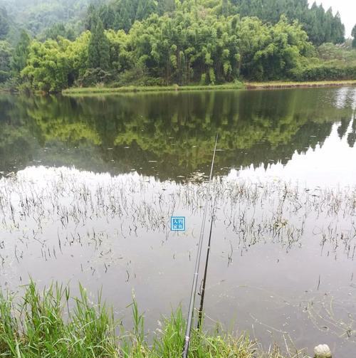 50公分水深钓鱼技巧是什么？如何提高钓鱼成功率？