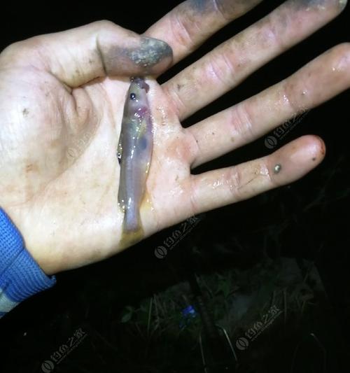 使用50斤蚯蚓钓鱼有哪些技巧？如何提高钓鱼成功率？