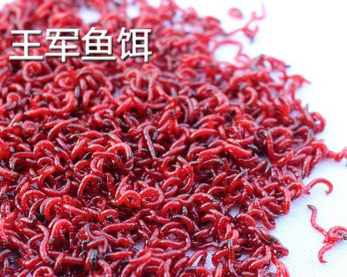 5斤蚯蚓钓鱼技巧有哪些？如何提高钓鱼成功率？