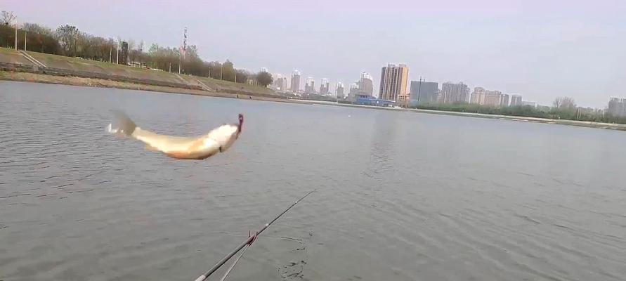 5克漂野钓鲫鱼技巧有哪些？如何有效钓鲫鱼？