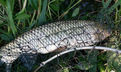 5月份野钓草鱼技巧和方法是什么？如何提高钓草鱼的成功率？