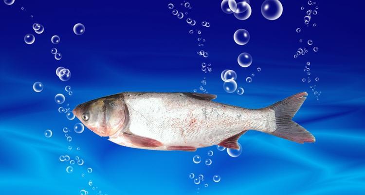 5月野钓鲢鳙技巧是什么？如何提高钓鲢鳙的成功率？