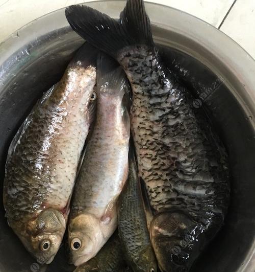 5月份夜钓黑鲪鱼技巧是什么？如何提高钓获率？