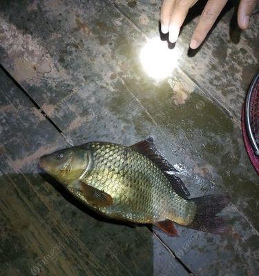 5月份夜钓鲤鱼方法与技巧教程？如何提高夜钓鲤鱼的成功率？