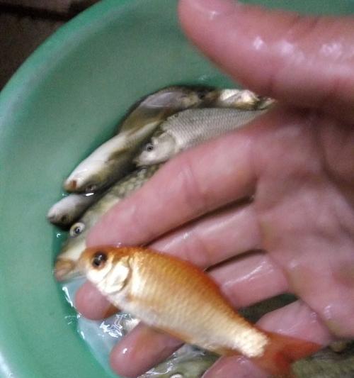 5月份钓鱼小技巧是什么？如何提高钓获率？