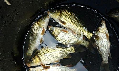 初冬流水钓鳊鱼技巧有哪些？如何提高钓鳊鱼的成功率？