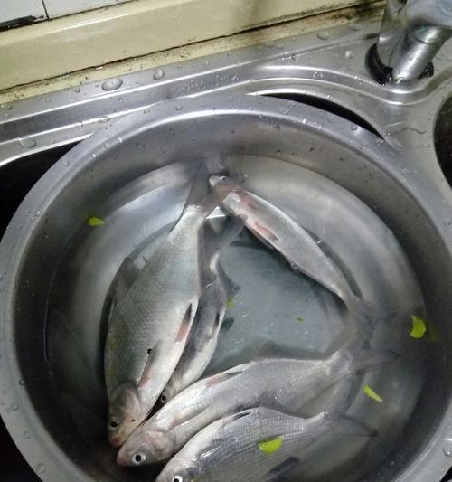 初冬流水钓鳊鱼技巧有哪些？如何提高钓鳊鱼的成功率？