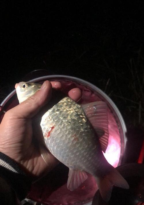 初冬深秋野钓鲫鱼的最佳时间是什么时候？有哪些技巧可以提高成功率？