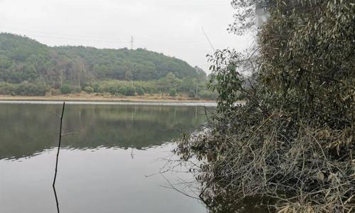 初冬野钓技巧稿？如何应对季节变化提高钓鱼成功率？