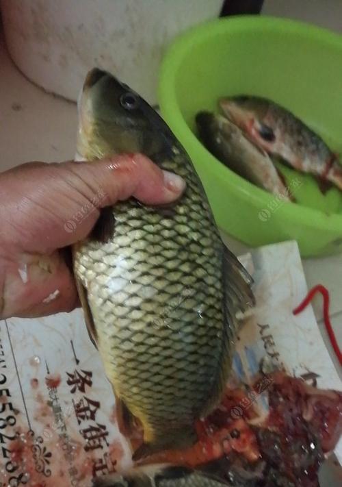 初冬野钓鲫鱼鲤鱼的技巧是什么？如何提高钓获率？