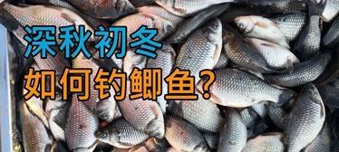 初冬野钓鲫鱼用什么饵？如何提高钓鲫鱼的技巧？