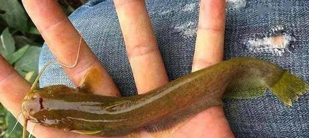 初冬长江抛竿钓鱼技巧有哪些？如何应对初冬钓鱼的常见问题？