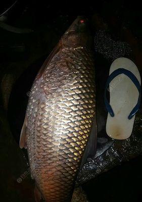 初秋夜钓鲶鱼有哪些技巧？静水河夜钓鲶鱼需要注意什么？