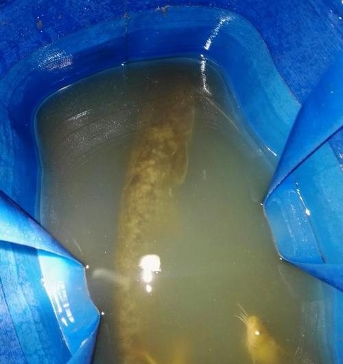 初秋夜钓鲶鱼有哪些技巧？静水河夜钓鲶鱼需要注意什么？