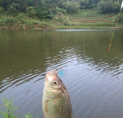 初秋野钓鲫鱼时如何选择最佳钓位？掌握这些技巧轻松钓到大鲫鱼！