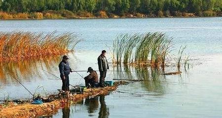 初秋野钓鲤鱼打窝技巧是什么？如何有效吸引鲤鱼？