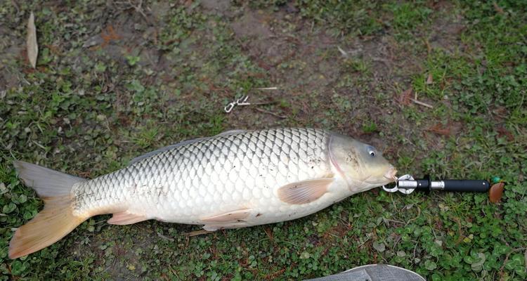 初秋野钓鲤鱼九种技巧？如何提高钓鲤鱼的成功率？