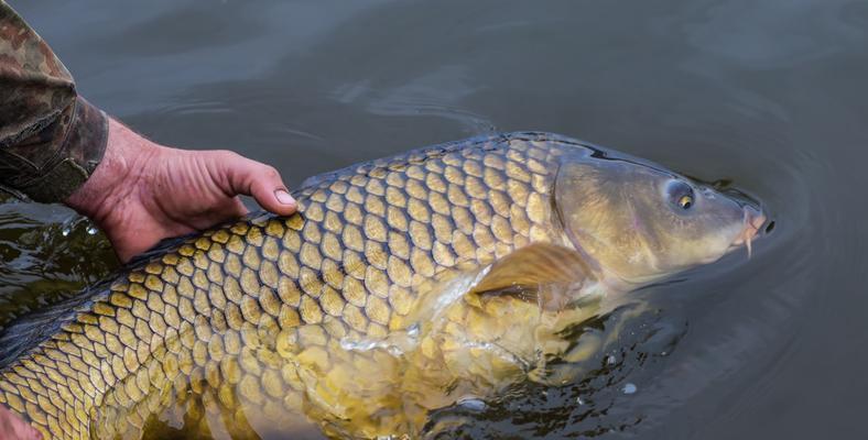 初秋野钓鲤鱼九种技巧？如何提高钓鲤鱼的成功率？