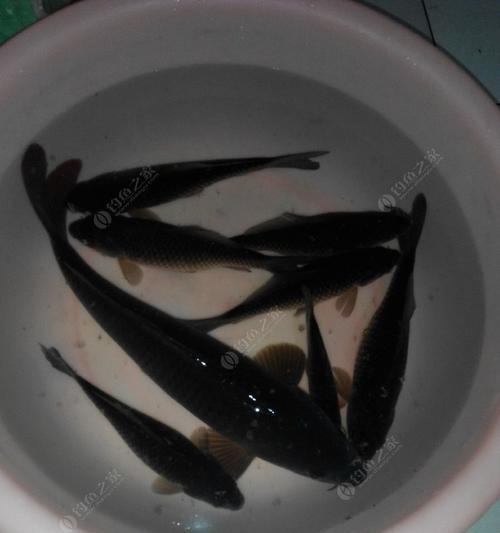 初秋野河夜钓鲤鱼技巧有哪些？如何提高钓鲤鱼的成功率？