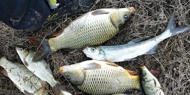 初秋野河夜钓鲤鱼技巧有哪些？如何提高钓鲤鱼的成功率？